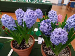 Hyacinths