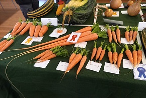 Carrots