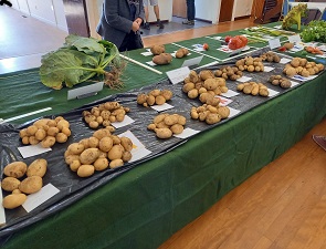 Potatoes from one tuber