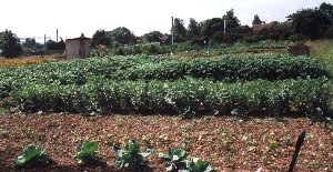 Allotments on Station Road
