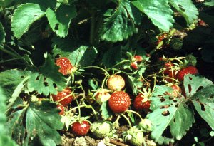 Fresh strawberries for tea!